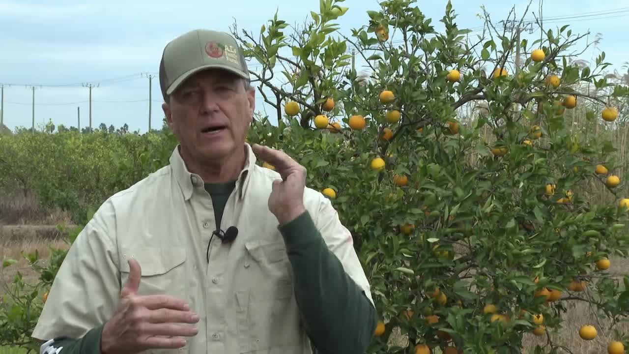 Orange growers work around the clock to protect Florida citrus from freezing temperatures