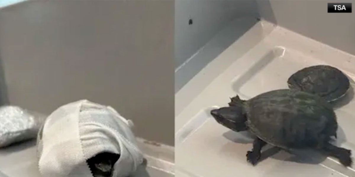 Florida woman caught trying to carry turtles through airport security ...
