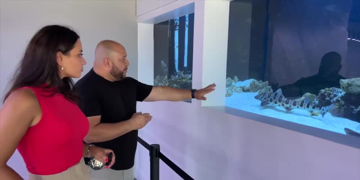 Jewel Rolnick Boca Raton Boca Raton jewelry store’s ‘aquarium’ sparks viral debate over ...