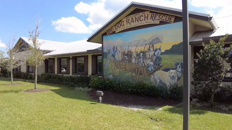 Hundreds of beagles heading to Big Dog Ranch Rescue from Wisconsin ...