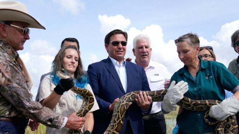 Python Catching Contest Florida Taylor Florida's Python Challenge to take place in August