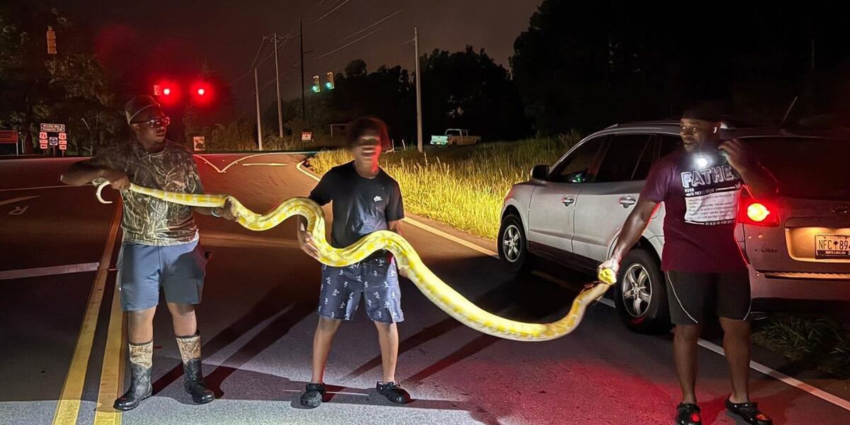 Python captured after being spotted near school campus Python captured after being spotted near school campus