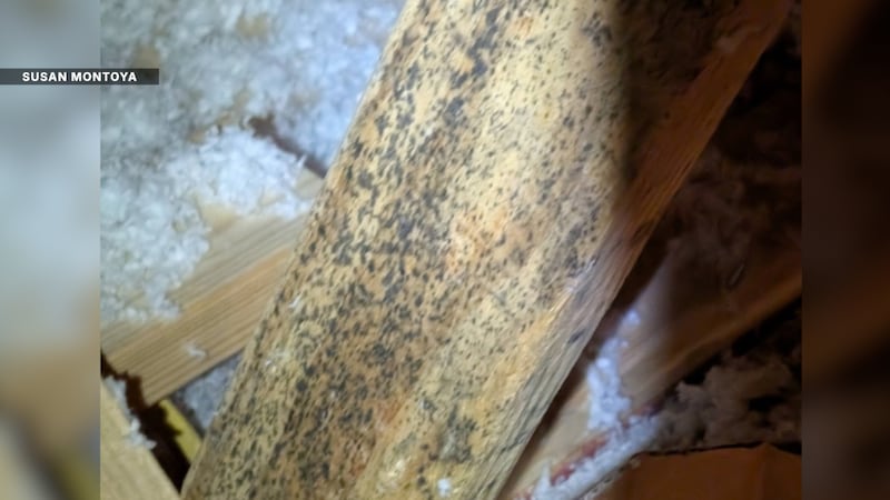 'My jaw dropped': Port St. Lucie homeowner says discovery in attic cost her a buyer