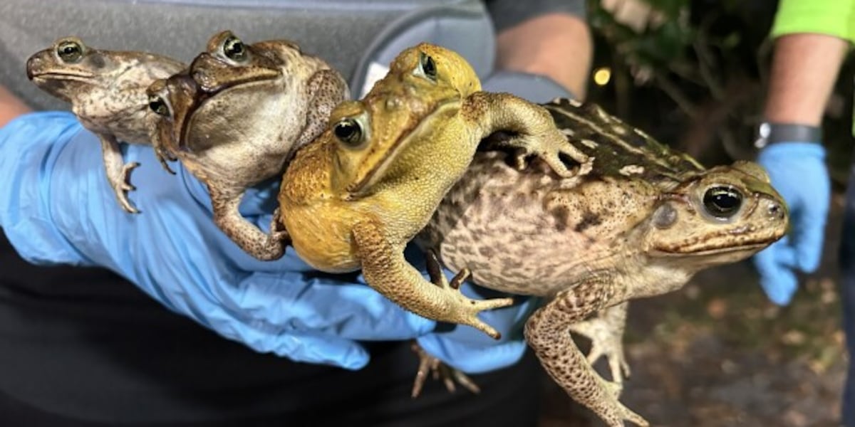 Offensive Toad Poisonous toads: How to spot them to protect your pets