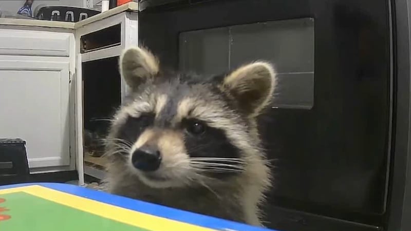 An Ohio woman said she is being terrorized by a raccoon after moving into her apartment less...