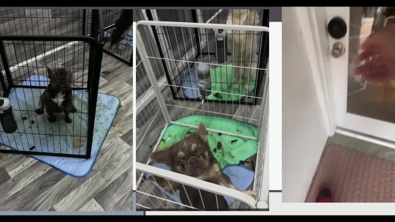 (Animal Shelter)