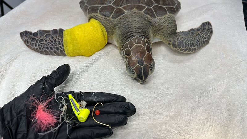 Resillient Turtle Banjo the green sea turtle’s journey of hope and recovery