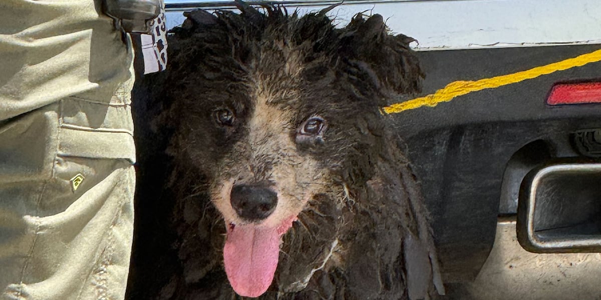 36 dogs rescued after WPTV investigation into suspected animal hoarding at Martin County home
